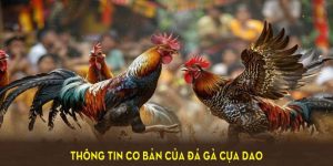 Đá Gà Cựa Dao 388 - Sảnh Giải Trí Hấp Dẫn Tại Nhà Cái QQ88